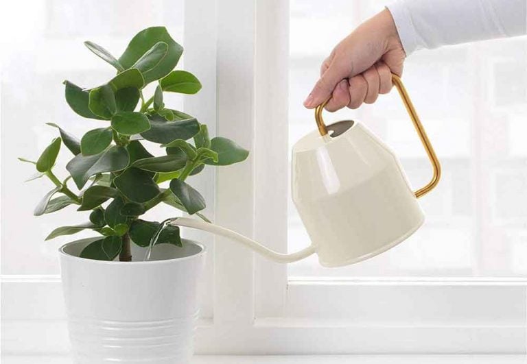 Best Watering Cans