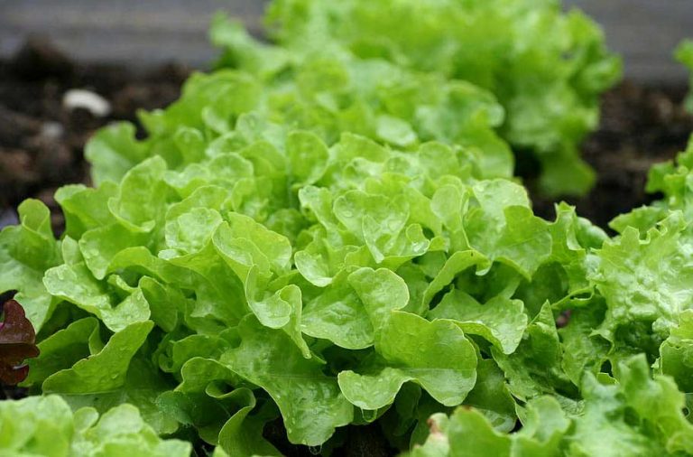 How To Grow Salad Greens