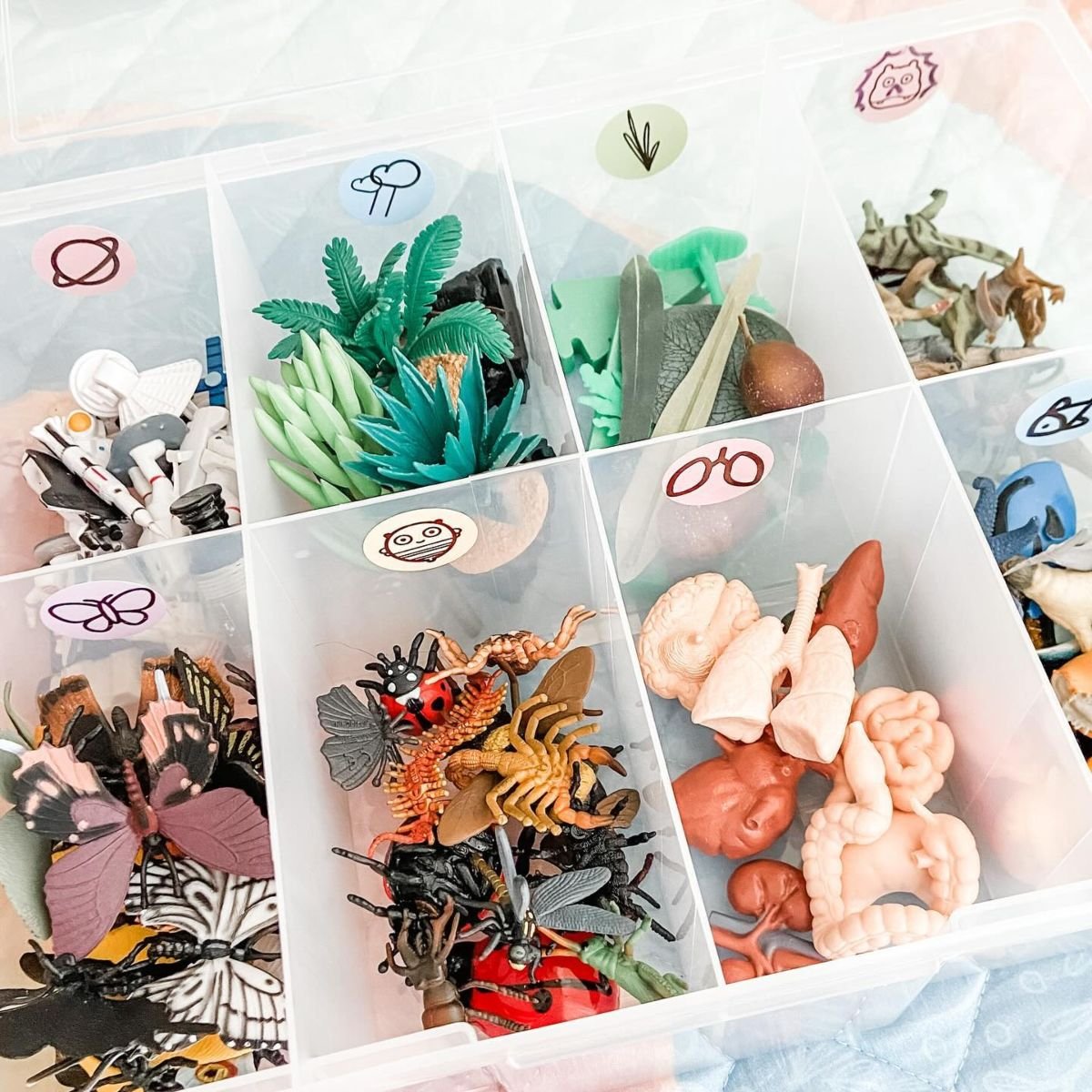 Organize Kids' Collections with Compartmented Storage