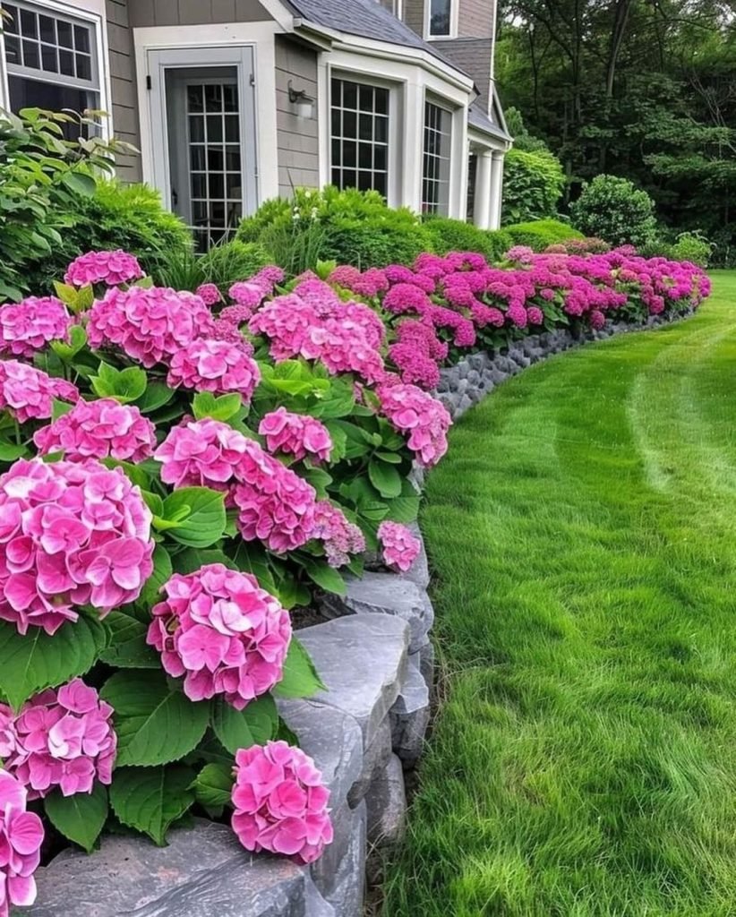 Stunning Hydrangea Display