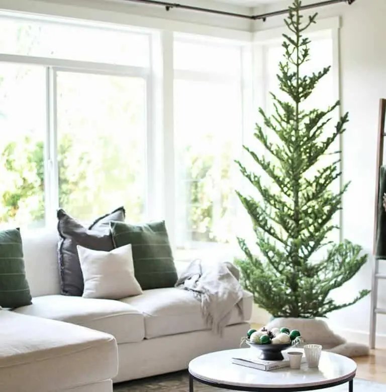 Bare Christmas Tree
