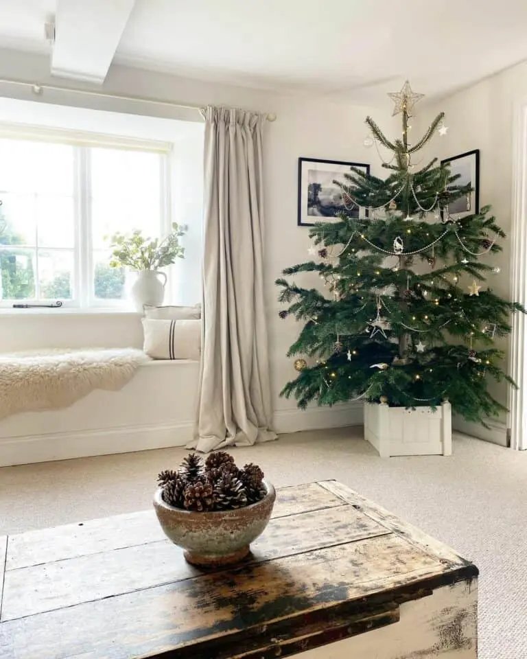 White Box Giant Tree
