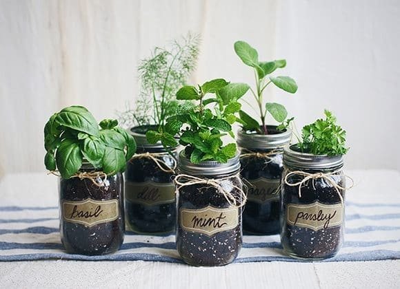 Mason Jar Herbs