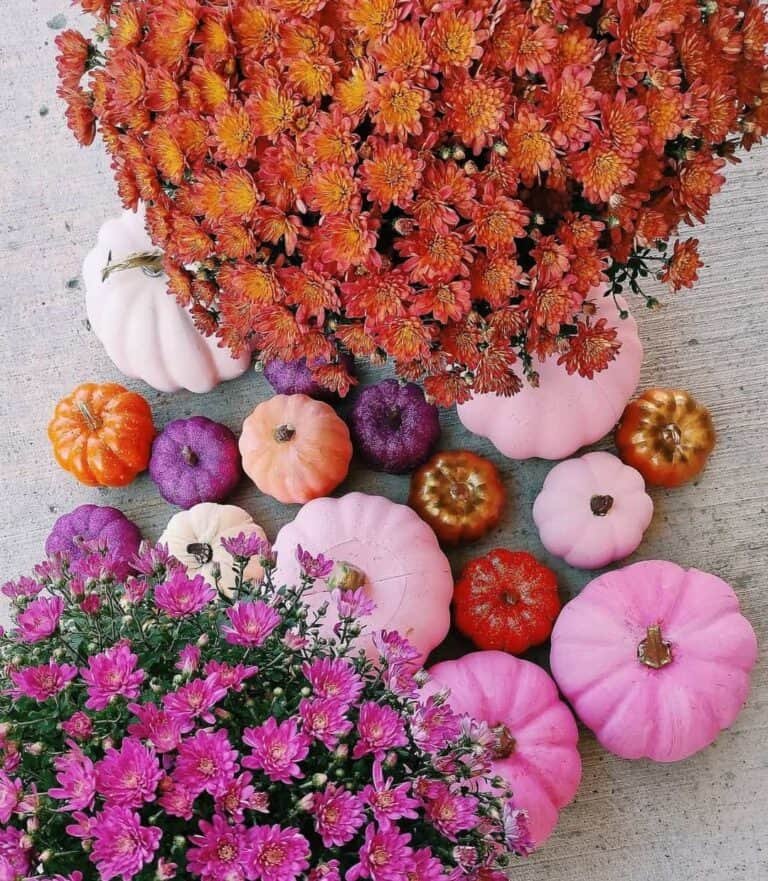 Pink Orange Pumpkins