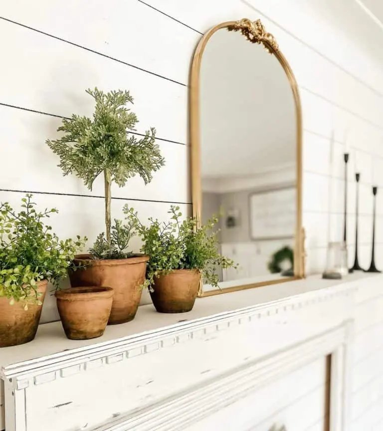 Topiary Terracotta Display